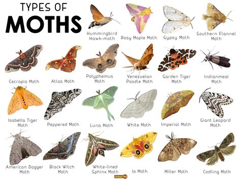 20 Types Of Beautiful Moths With Pictures Identification Guide