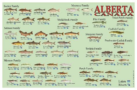 2024 Alberta Fishing Regs Rubia Claribel