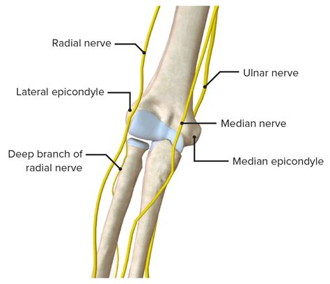 21 Best Images About Elbow On Pinterest Numb Anatomy And Ulnar Nerve