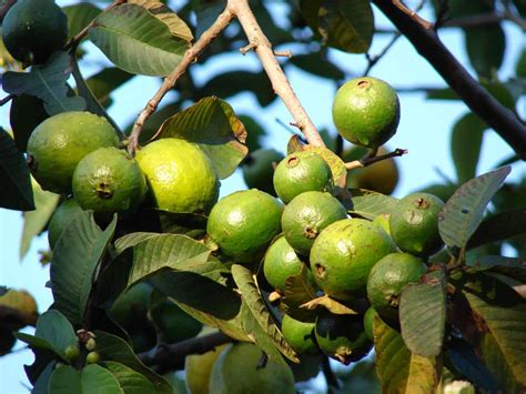 22 Different Guava Tree Varieties Progardentips