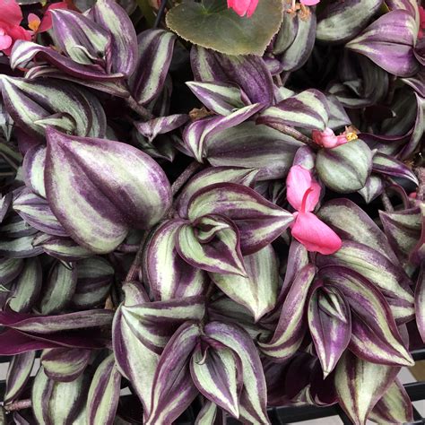 22 Wandering Jew Plant Purple Kadisalamasina