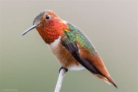 27 Common Hummingbird Species Types Hummingbirds Plus