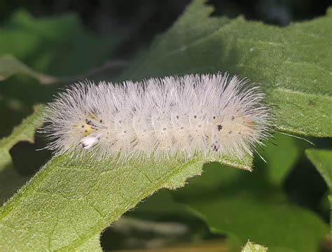 27 White Caterpillars Pictures And Identification Guide