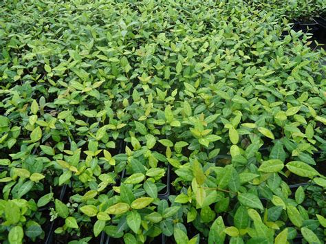 3 Trays 54 Pots Of Asiatic Jasmine Ground Cover Evergreen Etsy