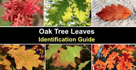 36 Oak Tree Leaves Identification Guide With Pictures