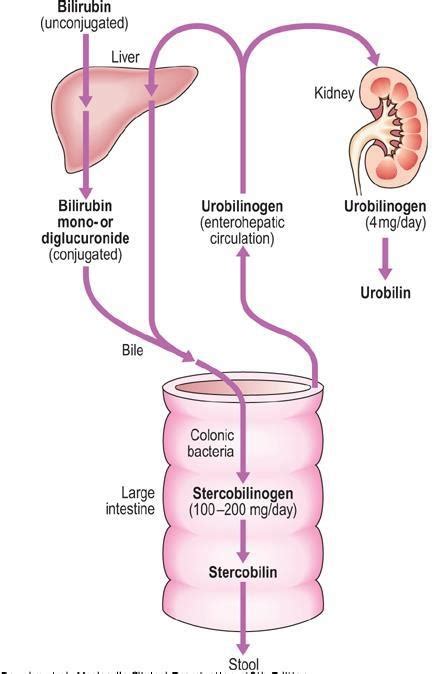 37 Best Bilirubin Images On Pinterest Med School Medical And Nursing