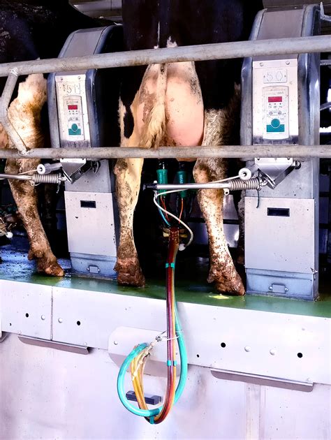 4 Tips To Prevent Mastitis In Cattle