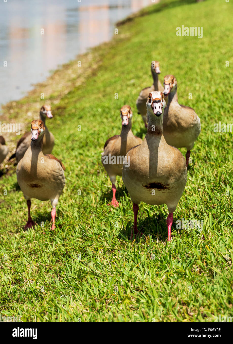 410 Egyptian Goose Florida Stock Photos Pictures Royalty Free