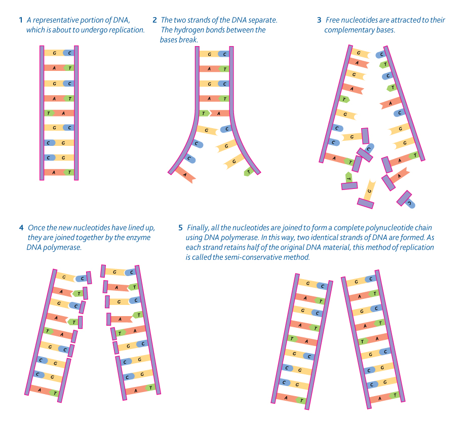 5 4 Dna Replication Human Biology