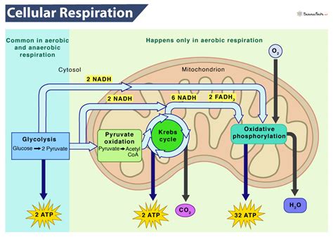 5 9 Cellular Respiration Biology Libretexts