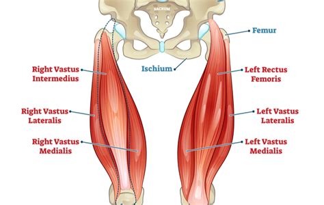 5 Best Quad Exercises For Strength Mass And More Barbend