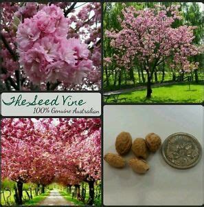 5 Cherry Blossom Seeds Prunus Serrulata Pink Tree Flower Popular