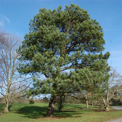 5 Southern Pine Trees Medium Leaf Yellow Loblolly Pinus Taeda