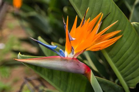 5 Types Of Bird Of Paradise Plants