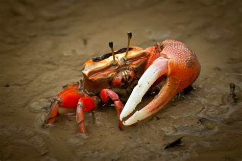 50 Surprising Crab Facts That You Never Knew About