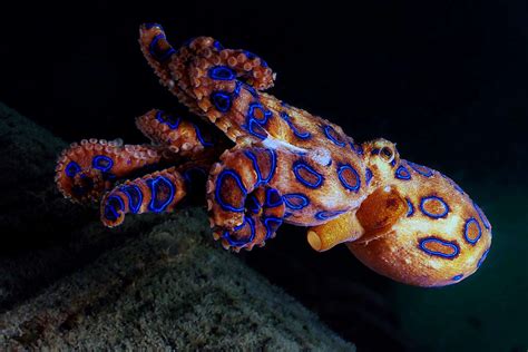 50 Surprising Octopus Facts You Probably Never Knew Facts Net