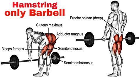 6 Best Hamstring Exercise With Barbell Barbell Workout Gym