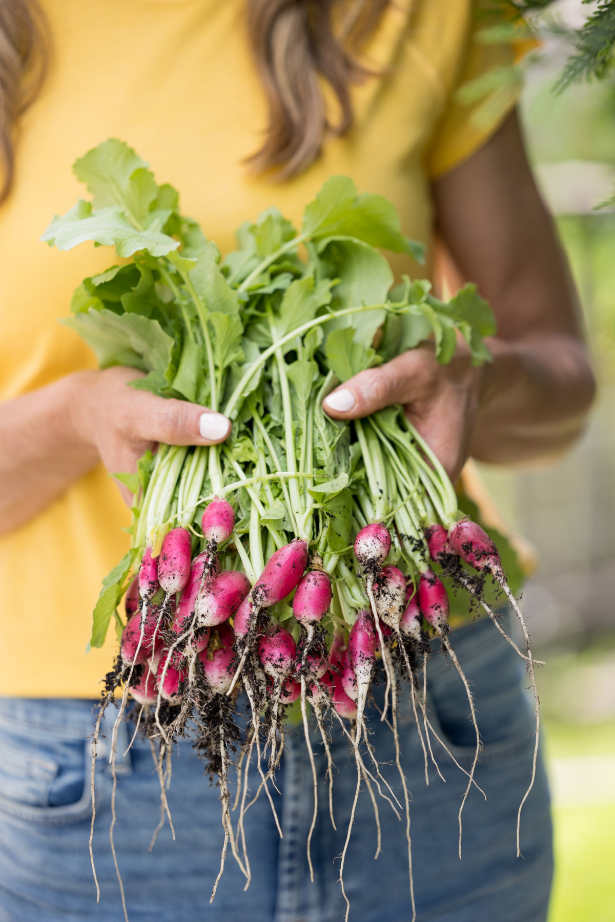 6 Easy Steps To Plant Radish Seeds In An Organic Kitchen Garden Gardenary