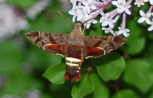 69 Best Of How Rare Is It To See A Hummingbird Moth Insectza