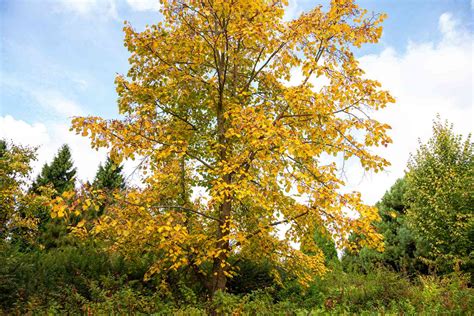 7 Basswood Tree Care Tips For Healthier Leaves