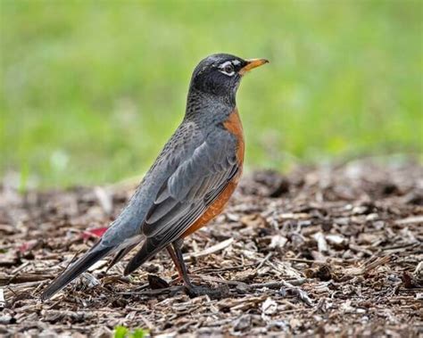 7 Birds That Eat Grasshoppers Daily