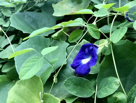 7 Blue Pea Butterfly Vine Tips For Stunning Displays