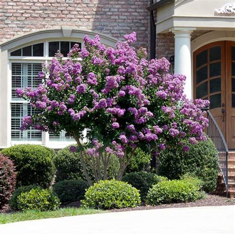 7 Catawba Crape Myrtle Secrets For More Blooms