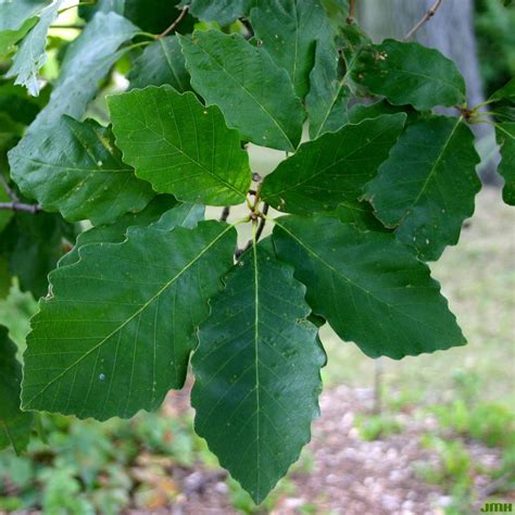 7 Chestnut Oak Leafs Tips To Boost Tree Health