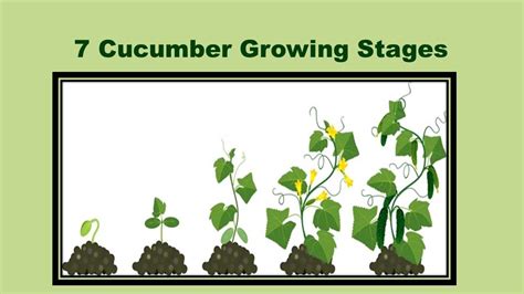 7 Cucumber Growing Stages Amazing Life Cycle Of A Cucumber Times Of