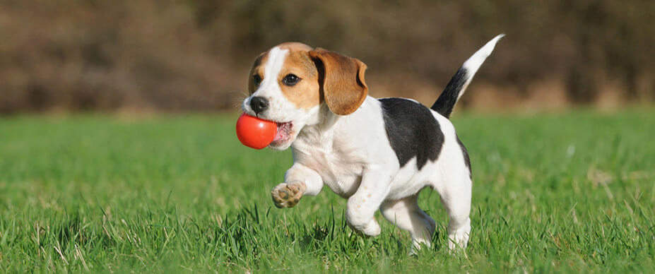 7 Dog Park Tips For A Safe Playtime