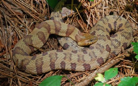 7 Midland Water Snakes Tips For Safe Handling