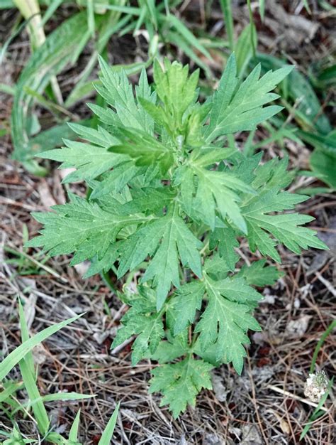 7 Mugwort Plant Florida Remedies