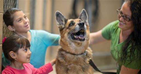 7 North York Animal Shelter Secrets For Pet Lovers