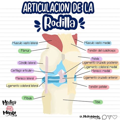 7 Partes De La Rodilla Que Debes Conocer