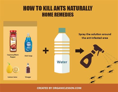 7 Red Ant Black Butt Treatments For Fast Relief