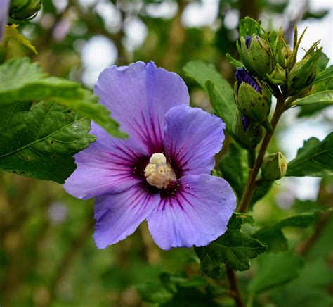 7 Rose Of Sharon Secrets For Beautiful Blooms