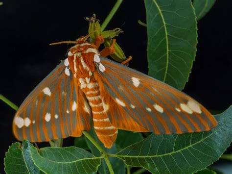 7 Things You Don T Know About Moths But Should Live Science