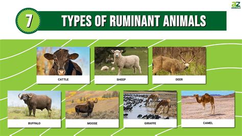 7 Types Of Ruminant Animals With Pictures A Z Animals