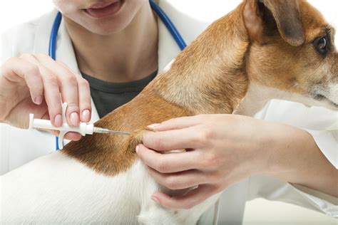 7 Yale Vaccine Secrets For Pet Owners