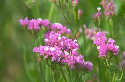 8+ Sea Lavender Care Secrets For Stunning Blooms