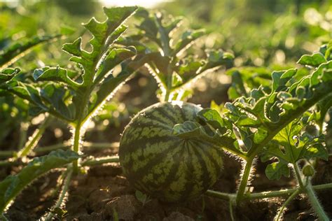 8 Watermelon Growth Stages Seed To Plate Growing Tips