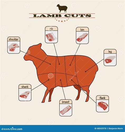 88 744 Lamb Cuts Images Stock Photos And Vectors Shutterstock