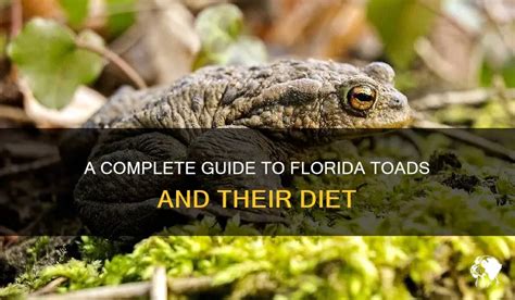 A Complete Guide To Florida Toads And Their Diet Petshun