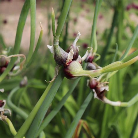 A Comprehensive Guide To Growing Egyptian Walking Onions From Plantin