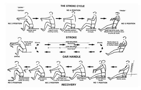 A Diagram Of The Stroke Cycle Showing The Different Steps For Rowing