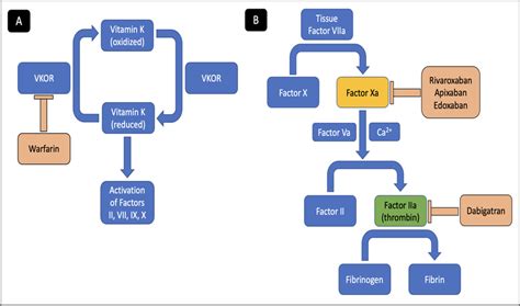 A Mechanism Of Action Of Vitamin K Antagonist Warfarin B Mechanism