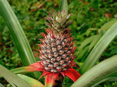 A Pineapple In Bloom Ananas Comosus All About Plants Bloom