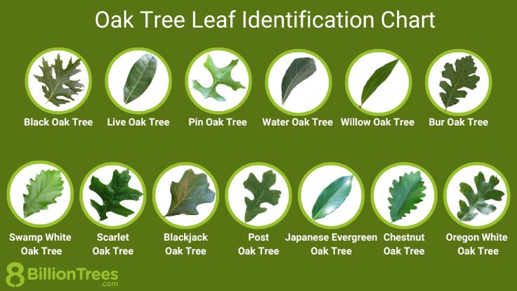 A Quick But Complete Review Of Common Oak Tree Species