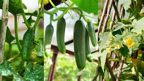 A Quick Guide On How To Make Cucumbers Grow Vertically