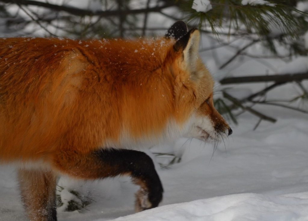 A Red Fox Hunts For Food In Algonquin Park In Ontario